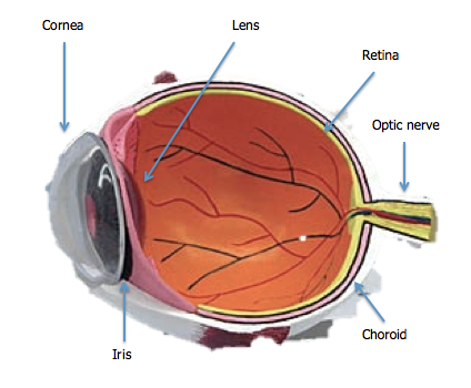 Ocular Anatomy rods and cones eye diagram 